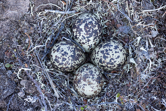 Northern, Golden Plover, Batsjford, Norway, June 2023