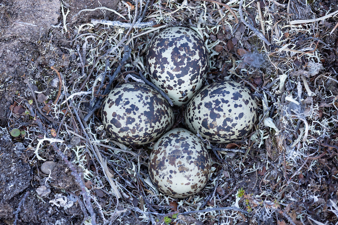 Northern, Golden Plover, Batsjford, Norway, June 2023