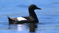 Black Guillemot, Oban, June 2016
