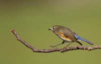 Red flanked Bluetail, Marshfield 2014