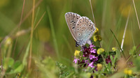 Large Blue, Collard Hill, June 2016