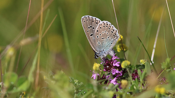 Large Blue, Collard Hill, June 2016