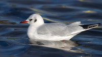 Black-headed Gull, Walpole Park, Gosport, December 2014
