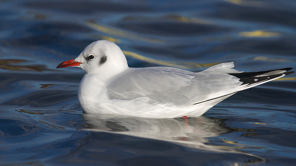Black-headed Gull, Walpole Park, Gosport, December 2014