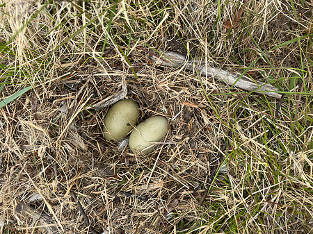 Eider Duck, Skallelv Neset, Norway, June 2023