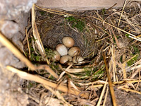 Robin, Oldbury, May 2022