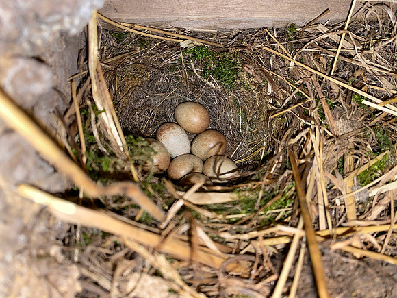 Robin, Oldbury, May 2022