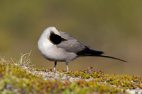 Long-tailed Skua, Mount Aliigas, Finland, June 2023