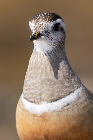 Dotterel, Batsjford, Norway, June 2023
