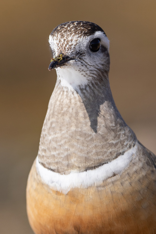 Dotterel, Batsjford, Norway, June 2023