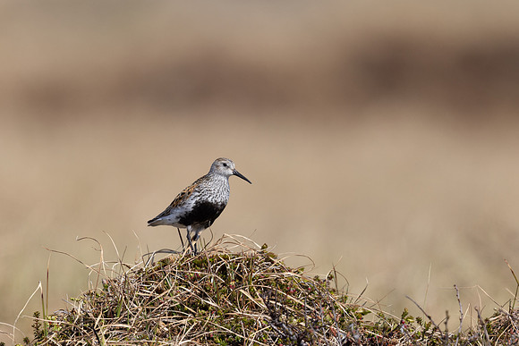 Dunlin, Batsfjord, June 2023