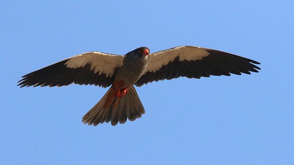 Amur Falcon, Anarita Park, Cyprus, May 2016