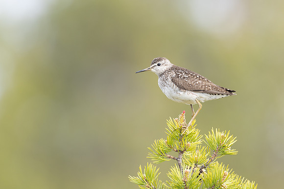 Wood Sandpiper, Svanvik, June 2023