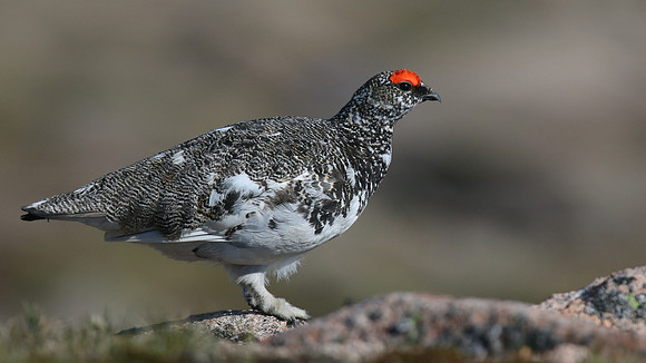 Ptarmigan, Cairngorm, June 2016