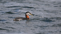 Red-necked Grebe, Farmoor Reservoir, March  2016