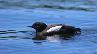 Black Guillemot, Oban, June 2016