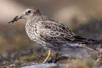 Purple Sandpiper, Batsjford, Norway, June 2023