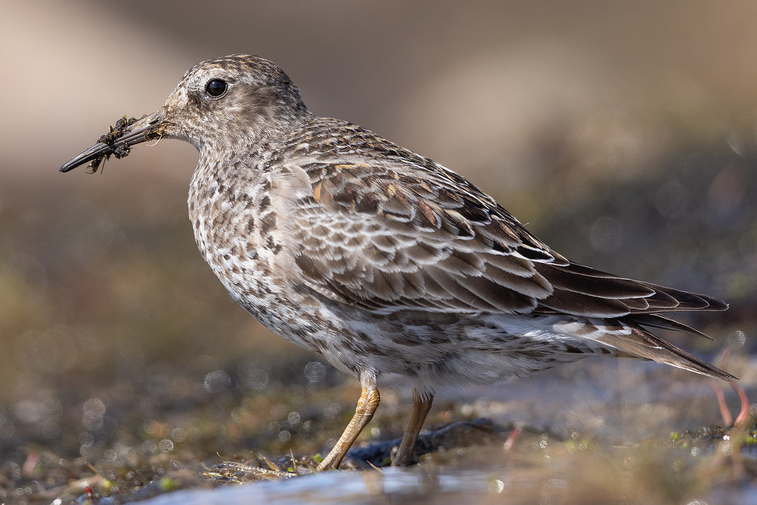 Purple Sandpiper, Batsjford, Norway, June 2023