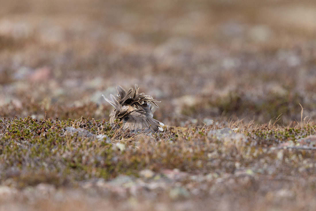 Dotterel, Batsjford, Norway, June 2023