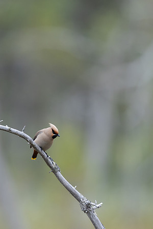 Waxwing, Finland, June 2023