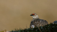 Ptarmigan, Cairngorm, June 2016