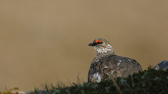 Ptarmigan, Cairngorm, June 2016