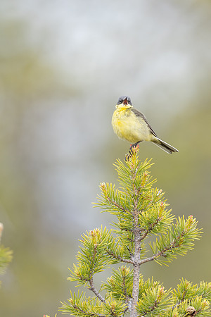 Grey headed wagtail, Svanvik, June 2023