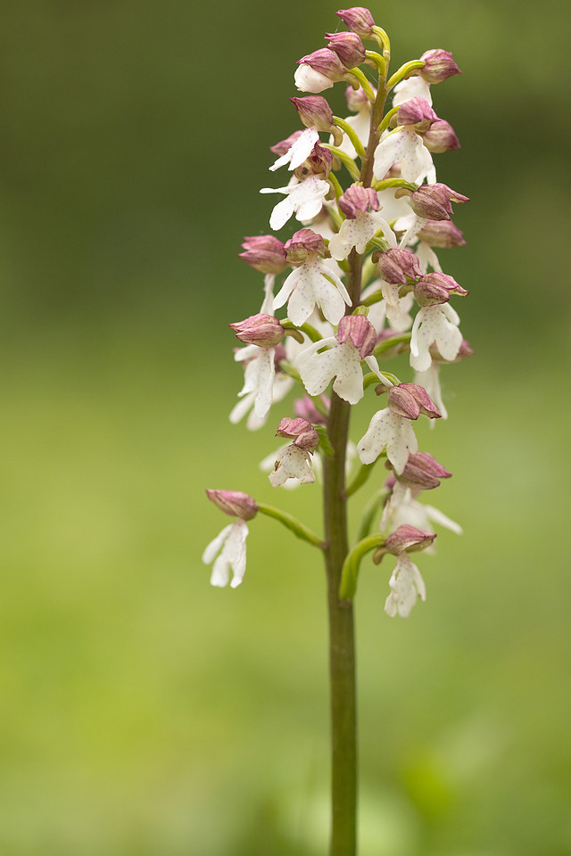 Lady Orchid, Bonsai Bank, May 2024