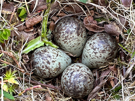 Temminck Stint, Batsjford,​ Norway, June 2023 (set 4)