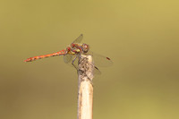 Common Darter, Oldbury Power Station, September 2023