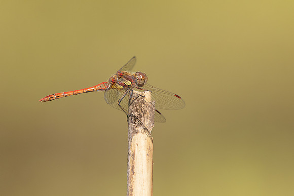 Common Darter, Oldbury Power Station, September 2023