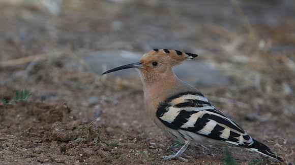 Hoopoe, Mandria, Cyprus, April 2016