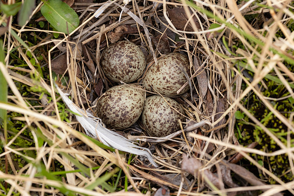Temmincks Stint, Skallelv Neset, Norway, June 2023 (set 1)