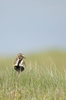 Golden Plover Eyrarbakk, June 2022
