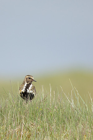 Golden Plover Eyrarbakk, June 2022
