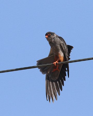 Amur Falcon, Anarita Park, May 2016
