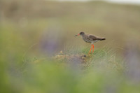 Redshank, Eyrarbakki, June 2022