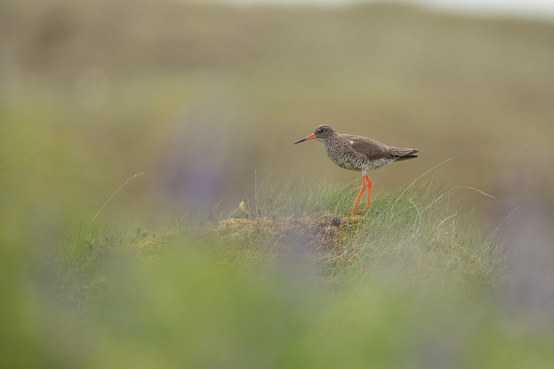 Redshank, Eyrarbakki, June 2022