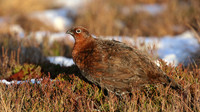 Red Grouse, Lochindorb, Feb 2015