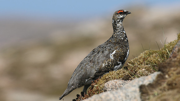 Ptarmigan, Cairngorm, June 2016