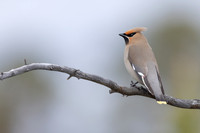 Waxwing
