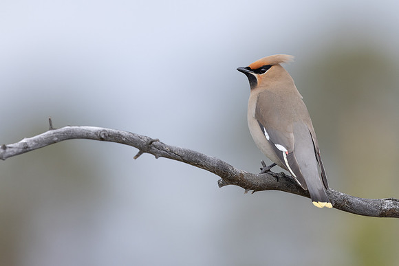Waxwing, Svanvik, June 2023