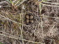 Temmincks Stint, Skallelv Neset, Norway, June 2023 (set 3)