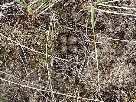 Temmincks Stint, Skallelv Neset, Norway, June 2023 (set 3)
