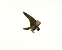 Hobby, Ham Wall 2013.