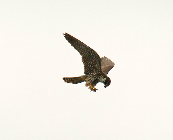 Hobby, Ham Wall 2013.