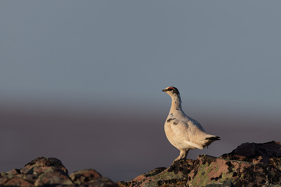 Ptarmigan, Batsjford, Norway, June 2023