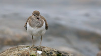 Common Sandpiper, Lochindorb, June 2016.
