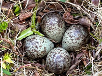 Temminck Stint, Batsjford,​ Norway, June 2023 (set 4)