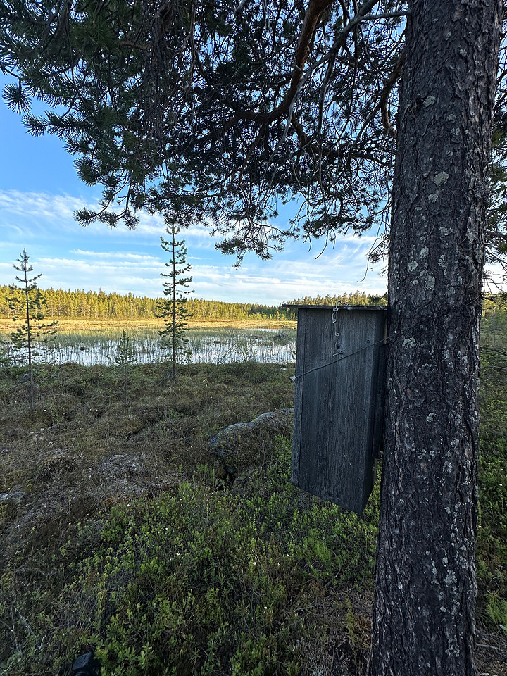 Tengmalm’s Owl, Kaamanen, Finland, June 2023